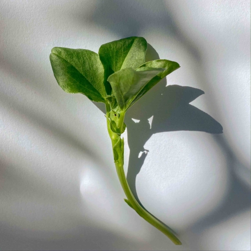 Fava micro green
