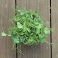 foglie di microgreens di pisello verde Jumbo