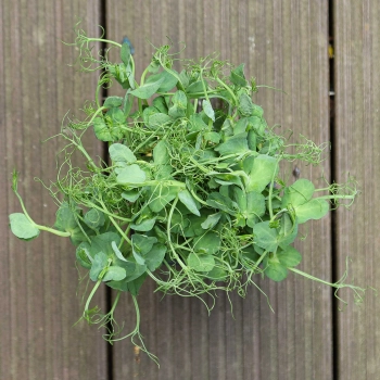 foglie di microgreens di pisello verde Jumbo