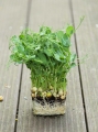Microgreens di pisello verde
