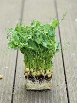 Microgreens di pisello verde