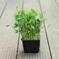 Pisello verde Jumbo Microgreens in un vassoio