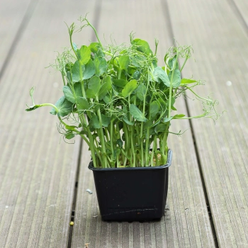 Pisello verde Jumbo Microgreens in un vassoio