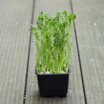 microgreens di ceci in recipiente nero