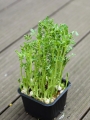 microgreens di ceci