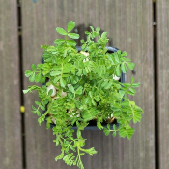 foglie di microgreens di ceci