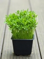 microgreens di lenticchie rosse in un recipiente