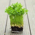 microgreens di lenticchie rosse