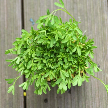foglie di microgreens di lenticchie rosse