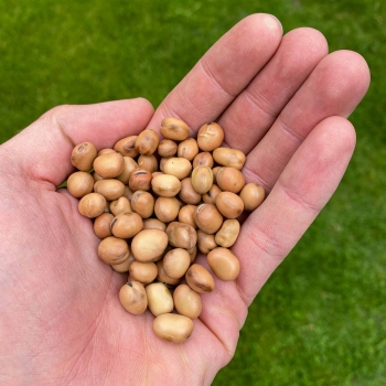 Fava semi