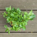 Fava microgreens