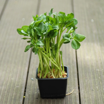 Fava  Bean micro-greens in un vassoio