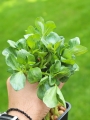 Fava microgreens