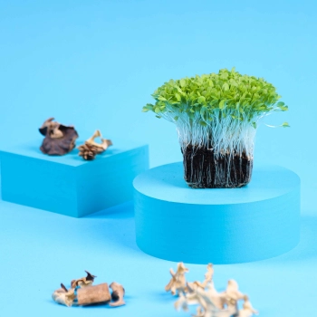 lattuga microgreens croccanti