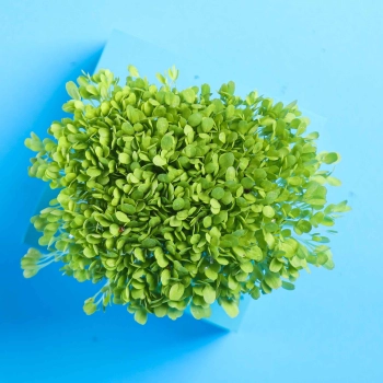 foglie dei microgreens croccanti di lattuga
