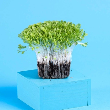 microgreens lattuga vista laterale