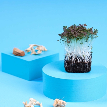 microgreens di senape indiano