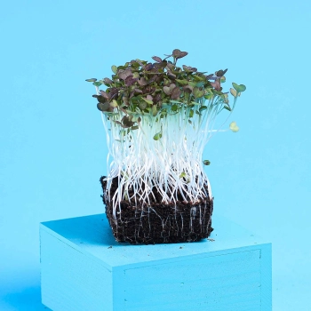 microgreens senape indiano
