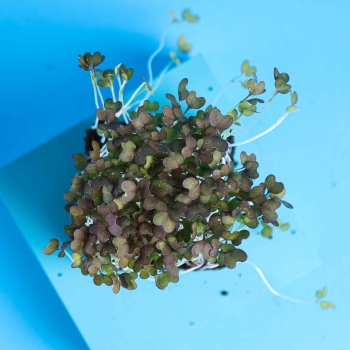 foglie microgreens senape indiano dall'alto
