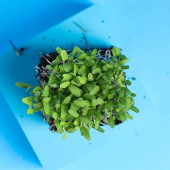Tagete Rosa Microgreens da sopra