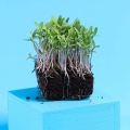 Tagete Rosa Microgreens con radici