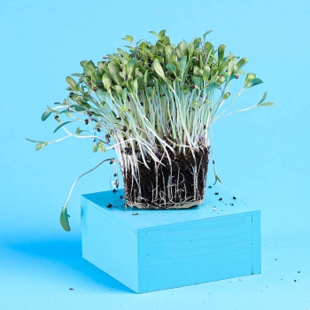 microgreens di fieno greco con radici