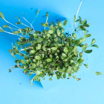 foglie di microgreens di fieno greco