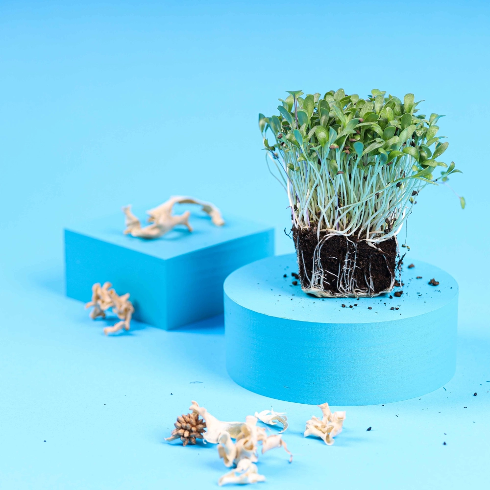 microgreens di fieno greco