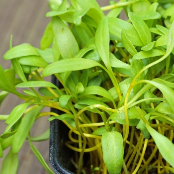 Microgreens di barbabietola gialla