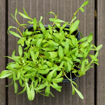 Microgreens di barbabietola giala dall'alto