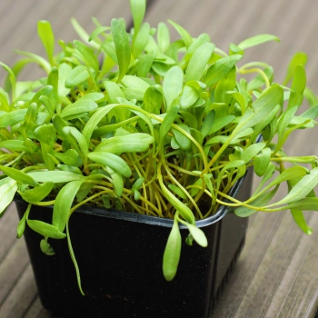 Microgreens gialli di barbabietola in un recipiente
