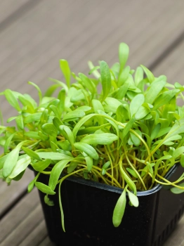 microgreens di barbabietola gialla