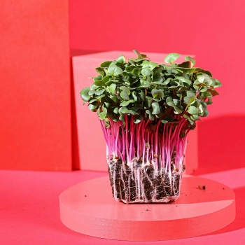 fusto dei microgreens di ravanello rosa