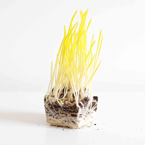 Microgreens Pop Corn.jpg