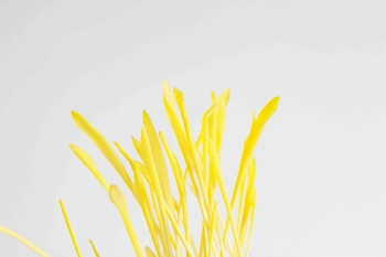 Microgreens di mais.jpg