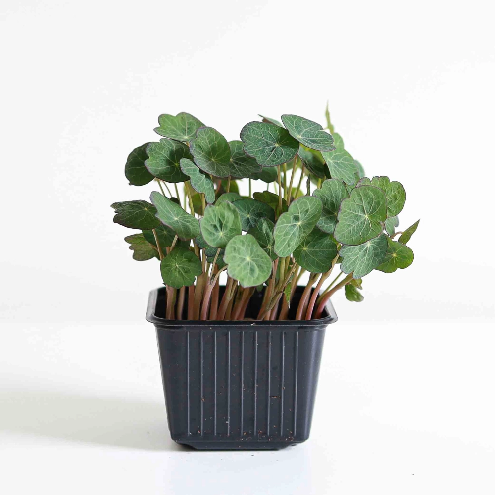 microgreens nasturzio India.jpg