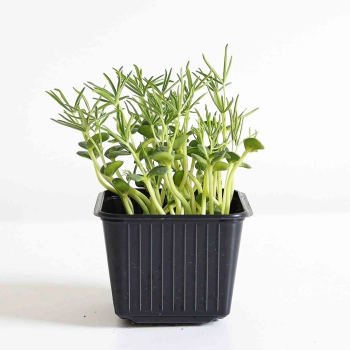 Microgreens di lupino-5579.jpg
