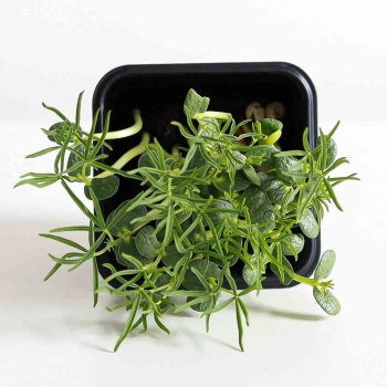 Microgreens di lupino-5580.jpg