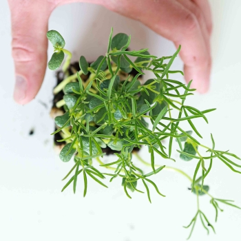 Microgreens di lupino-5689.jpg