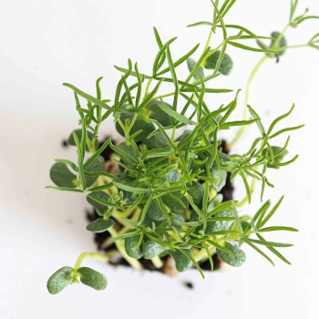 Microgreens di lupino-5691.jpg