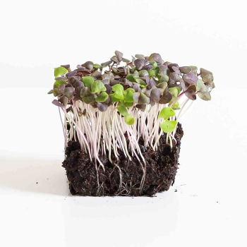 Microgreens di basilico rosso con radici