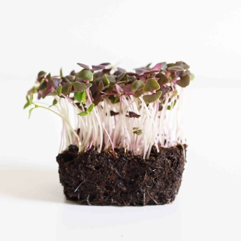 microgreens basilico rosso