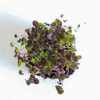 Foglie microgreens di basilico rosso