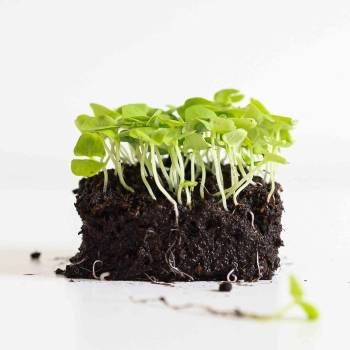 microgreens di basilico verde italiano