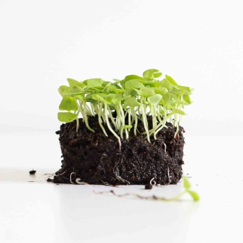 Microgreens di basilico verde italiano con radici