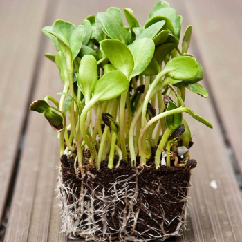 Girasole, Semi di Microgreens Grandi