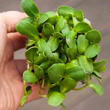 Microgreens di girasole foglie in mano