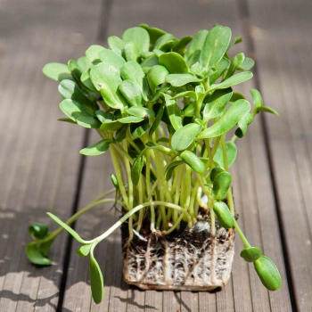 Microgreens di girasole con radici