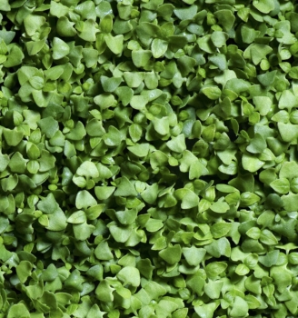 foglie microgreens di basilico italiano
