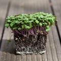 kale rosso russo microgreens con radici